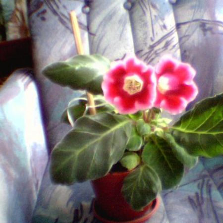 gloxinia roz